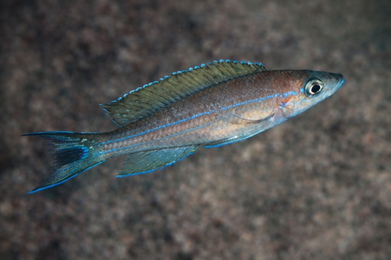Paracyprichromis brieni 'Kitumba'